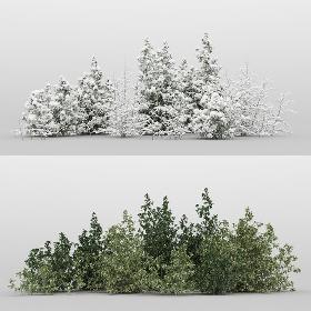 10+10 Forest Bush